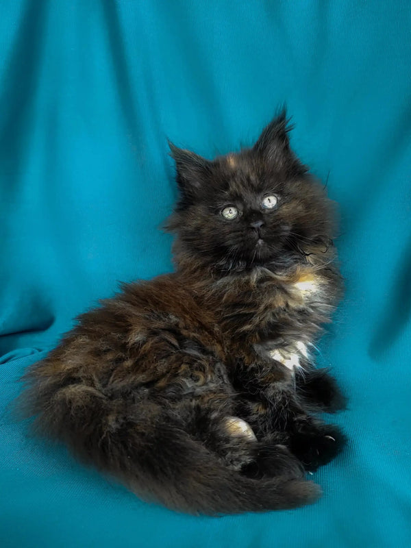 Fluffy black and brown Maine Coon kitten with bright eyes, perfect for any cat lover