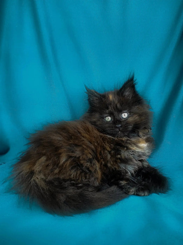 Fluffy Maine Coon kitten with bright eyes resting on a turquoise surface