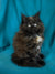 Fluffy black Maine Coon kitten with bright eyes and a cute white chest patch