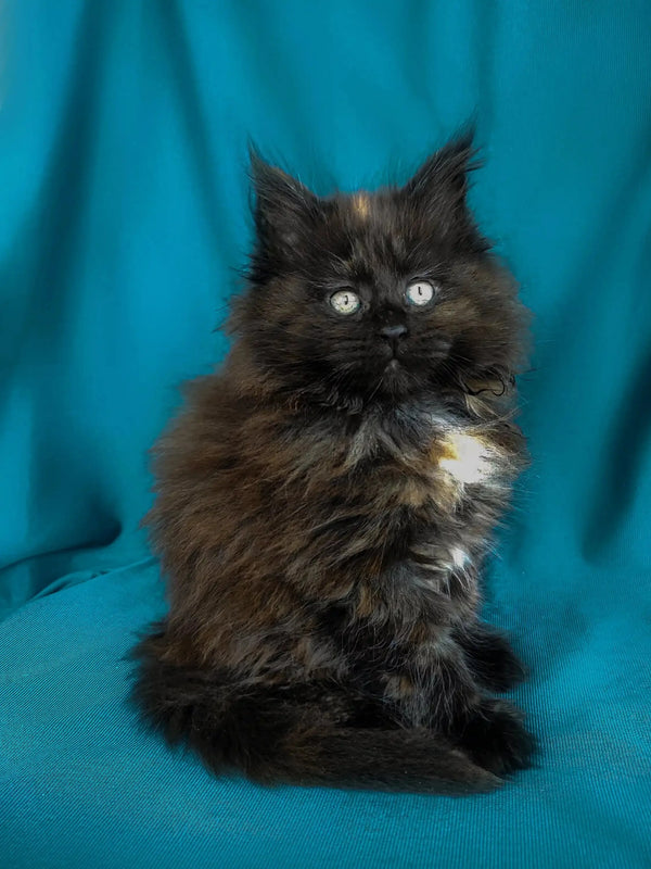 Fluffy black Maine Coon kitten with bright eyes and a cute white chest patch