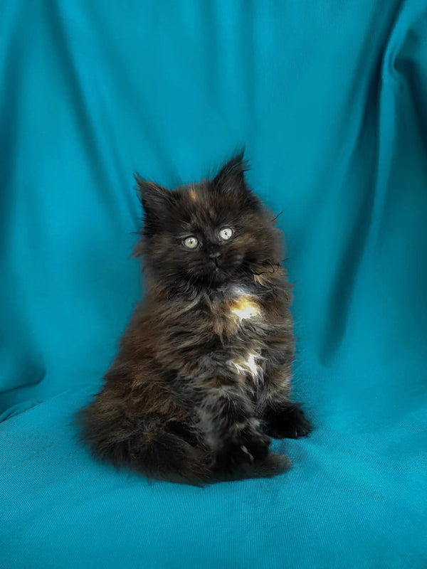 Fluffy Maine Coon kitten with bright eyes and yellow collar named Rose