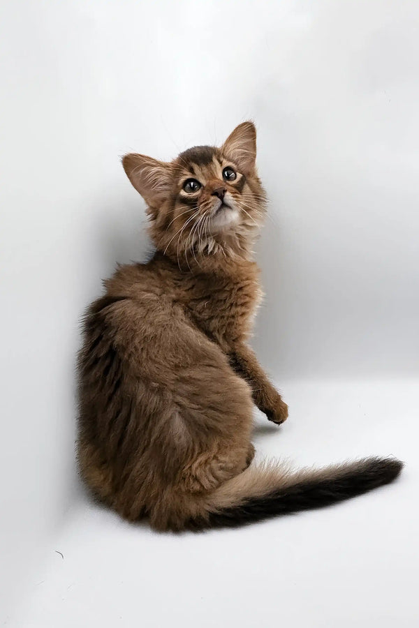 Brown Somali cat featured in the Rosie Somali Kitten product