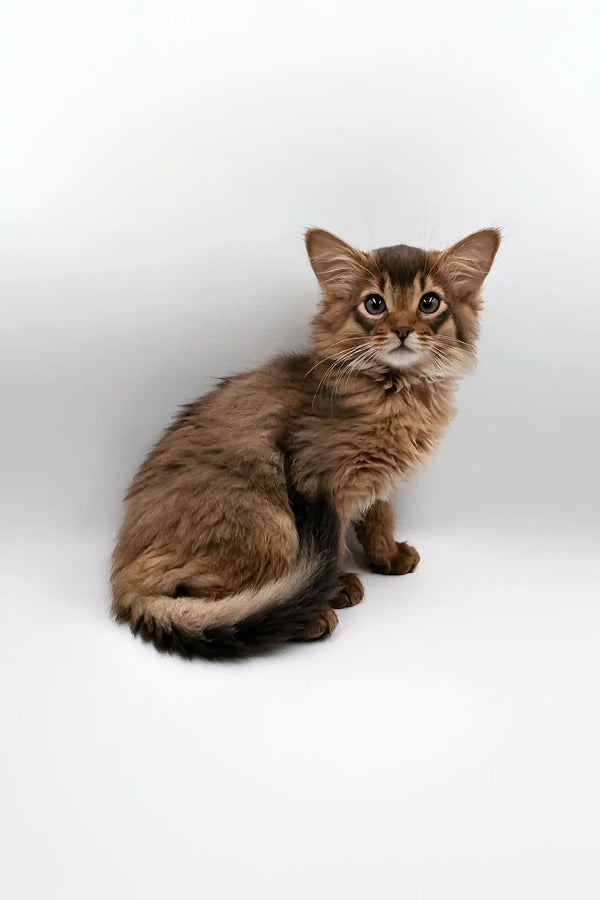 Brown Somali cat lounging in the adorable Rosie | Somali Kitten product