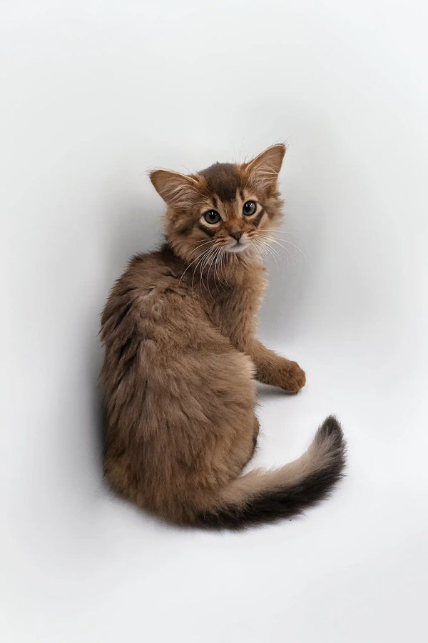 Fluffy brown Somali kitten named Rosie ready to steal your heart