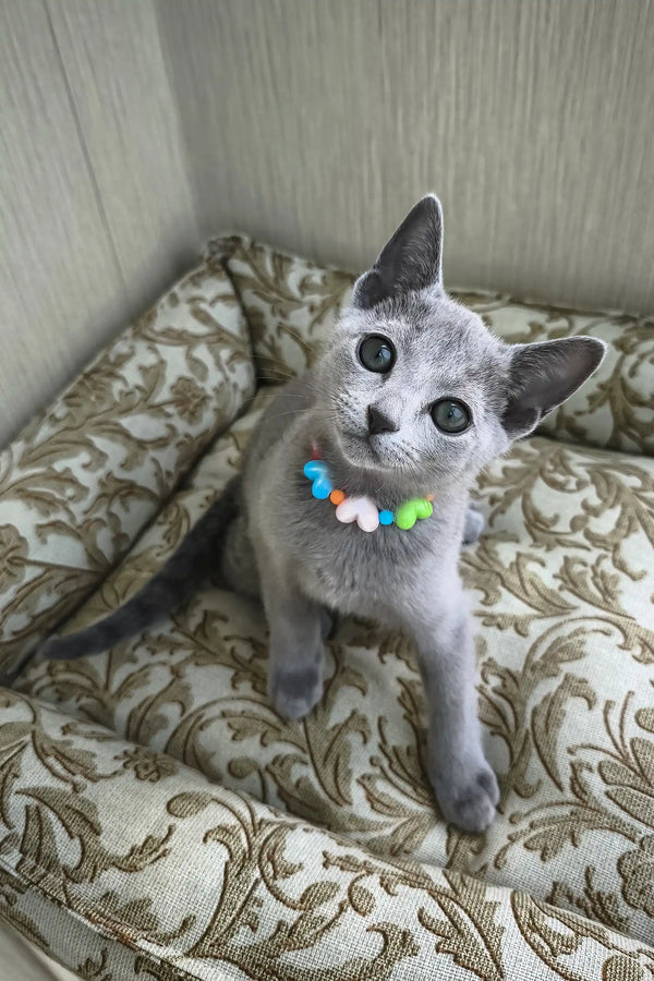 Rosinka | russian blue kitten