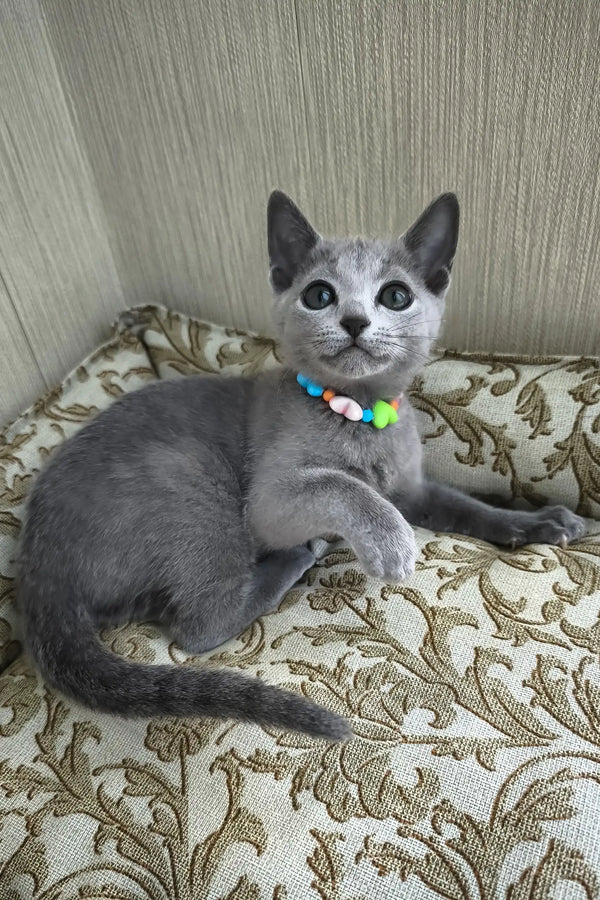 Rosinka | russian blue kitten