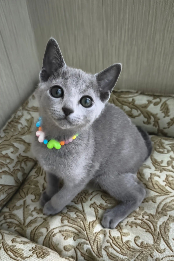 Rosinka | russian blue kitten