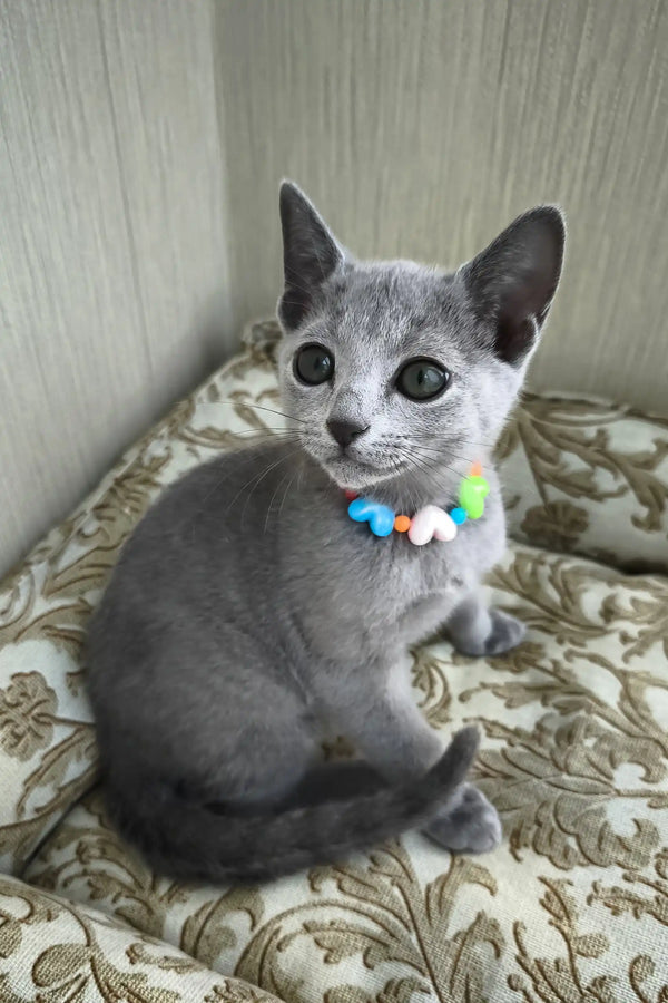 Rosinka | russian blue kitten