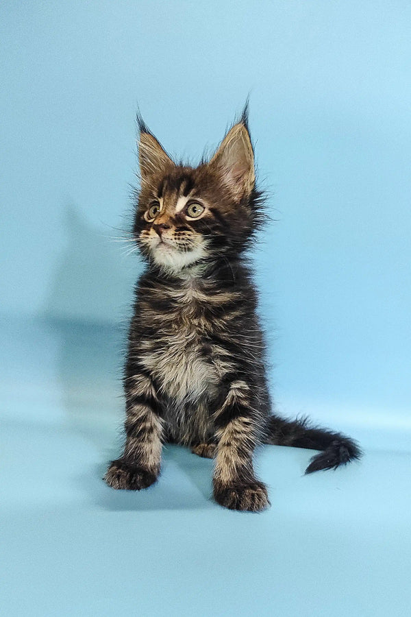 Adorable Maine Coon kitten Ross showing off cute ear tufts and playful charm