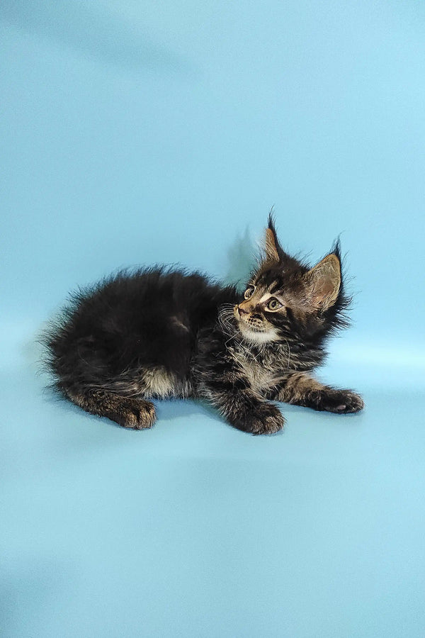 Adorable Maine Coon kitten Ross with fluffy fur and cute ear tufts for sale
