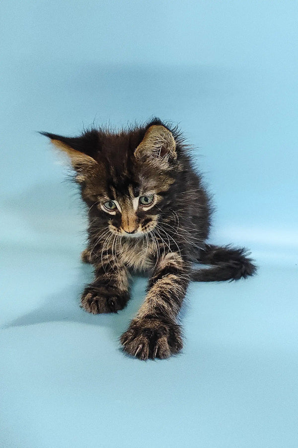 Fluffy Maine Coon kitten with alert eyes and outstretched paws ready to play