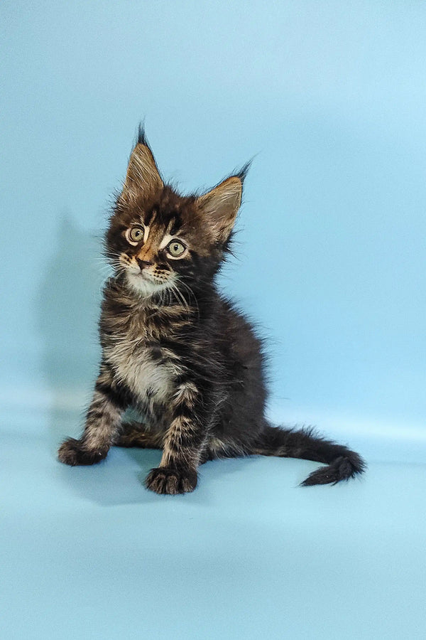 Fluffy Maine Coon kitten Ross with cute ear tufts and big eyes looking playful
