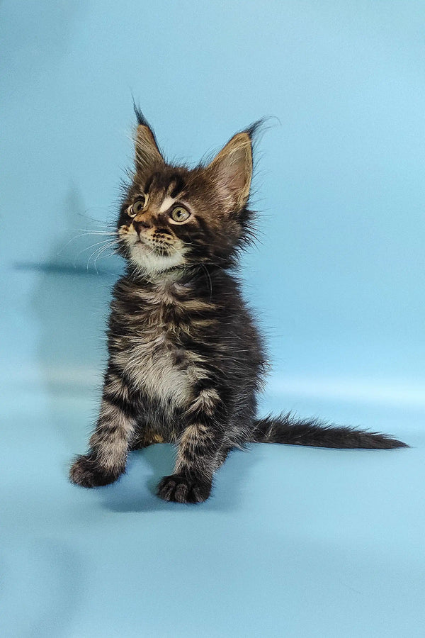 Fluffy Maine Coon kitten with ear tufts and alert look perfect for Ross product