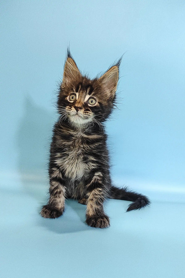Adorable Maine Coon kitten with fluffy fur and cute ear tufts in Ross product