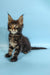 Fluffy Maine Coon kitten Ross with ear tufts and wide eyes, perfect cuddle buddy
