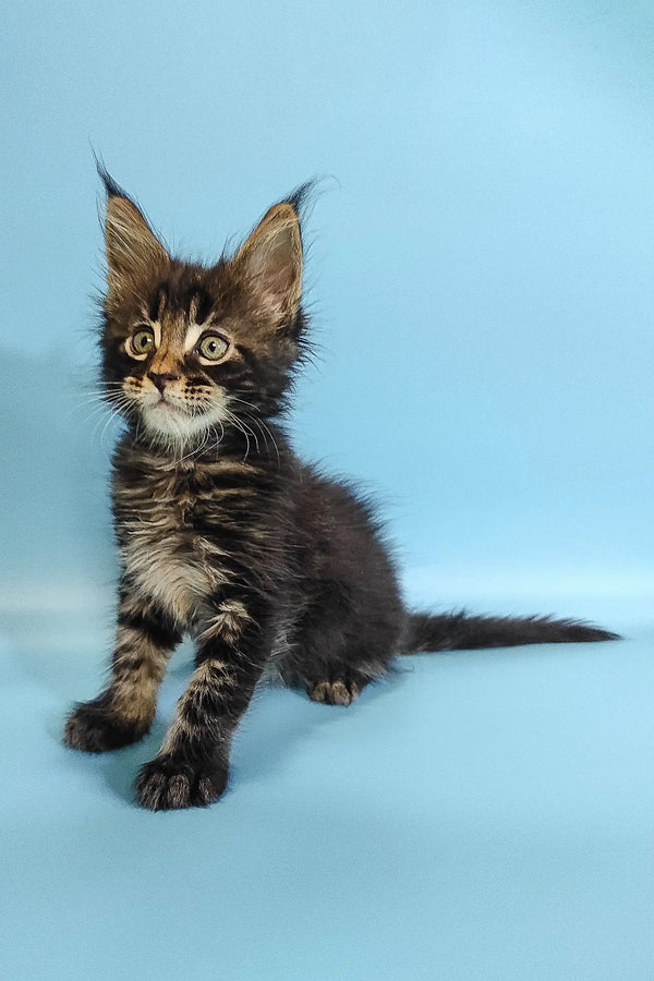 Fluffy Maine Coon kitten Ross with ear tufts and wide eyes, perfect cuddle buddy