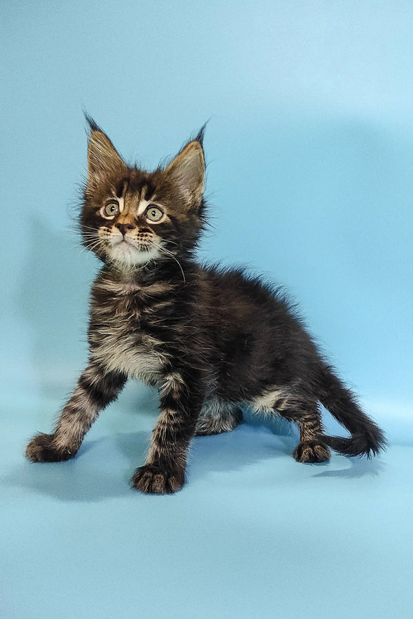 Cute Maine Coon kitten Ross with fluffy coat and ear tufts ready for a new home