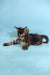 Adorable Tabby Maine Coon Kitten with fluffy fur lounging on its side