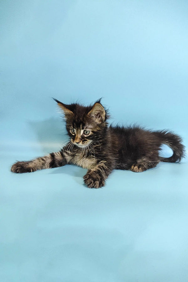 Adorable Tabby Maine Coon Kitten with fluffy fur lounging on its side