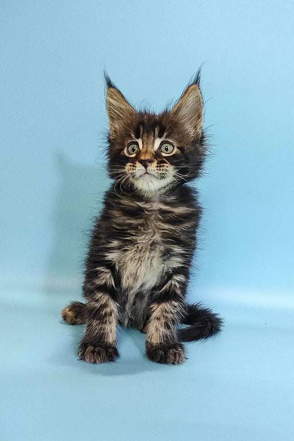 Adorable Maine Coon kitten Ross with fluffy fur and cute ear tufts