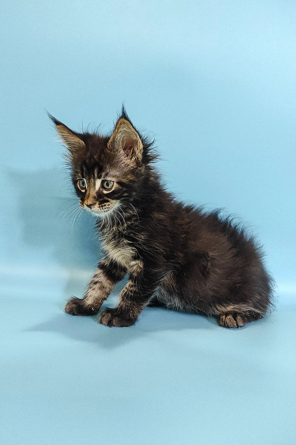 Fluffy Maine Coon kitten with tufted ears relaxing on a plain surface