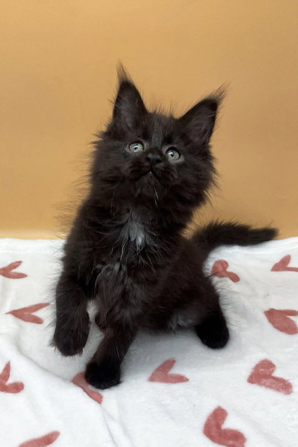 Cute black fluffy kitten named Roxana, a playful Maine Coon companion