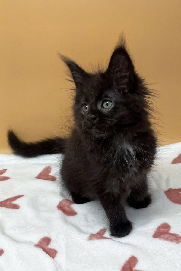 Cute black fluffy kitten named Roxana, a charming Maine Coon cutie