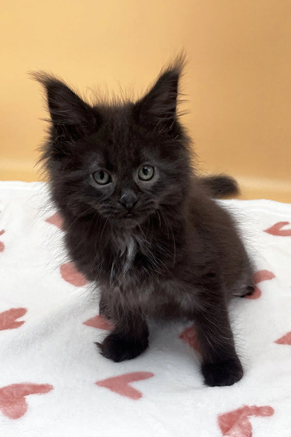 Black fluffy kitten named Roxana from the Maine Coon breed
