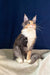 Cute Calico Maine Coon kitten named Roxana ready for cuddles and fun!