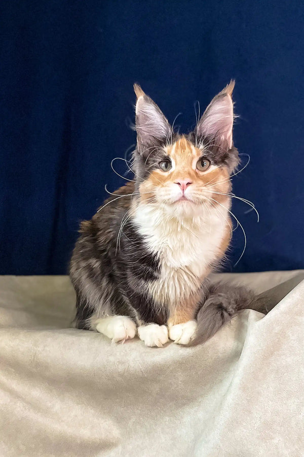 Cute Calico Maine Coon kitten named Roxana, perfect for your furry family