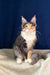 Adorable Calico Maine Coon kitten named Roxana, perfect for new pet lovers