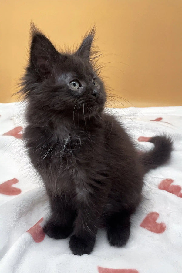 Fluffy black kitten named Roxana, adorable Maine Coon cutie ready for adoption