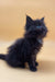 Fluffy black kitten named Roxana, a stunning Maine Coon beauty ready for adoption