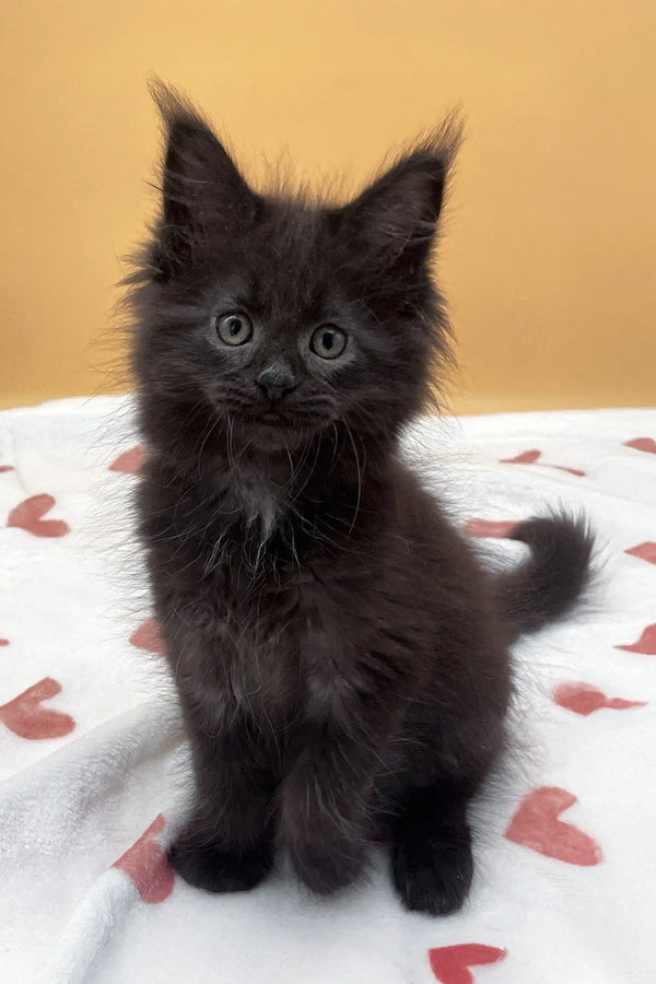 Fluffy black Maine Coon kitten named Roxana with cute tufted ears