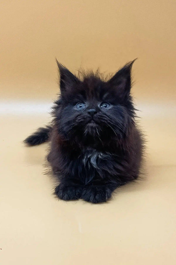 Fluffy black Maine Coon kitten named Roxana with striking blue eyes