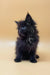 Fluffy black Maine Coon kitten named Roxana looking adorable and playful