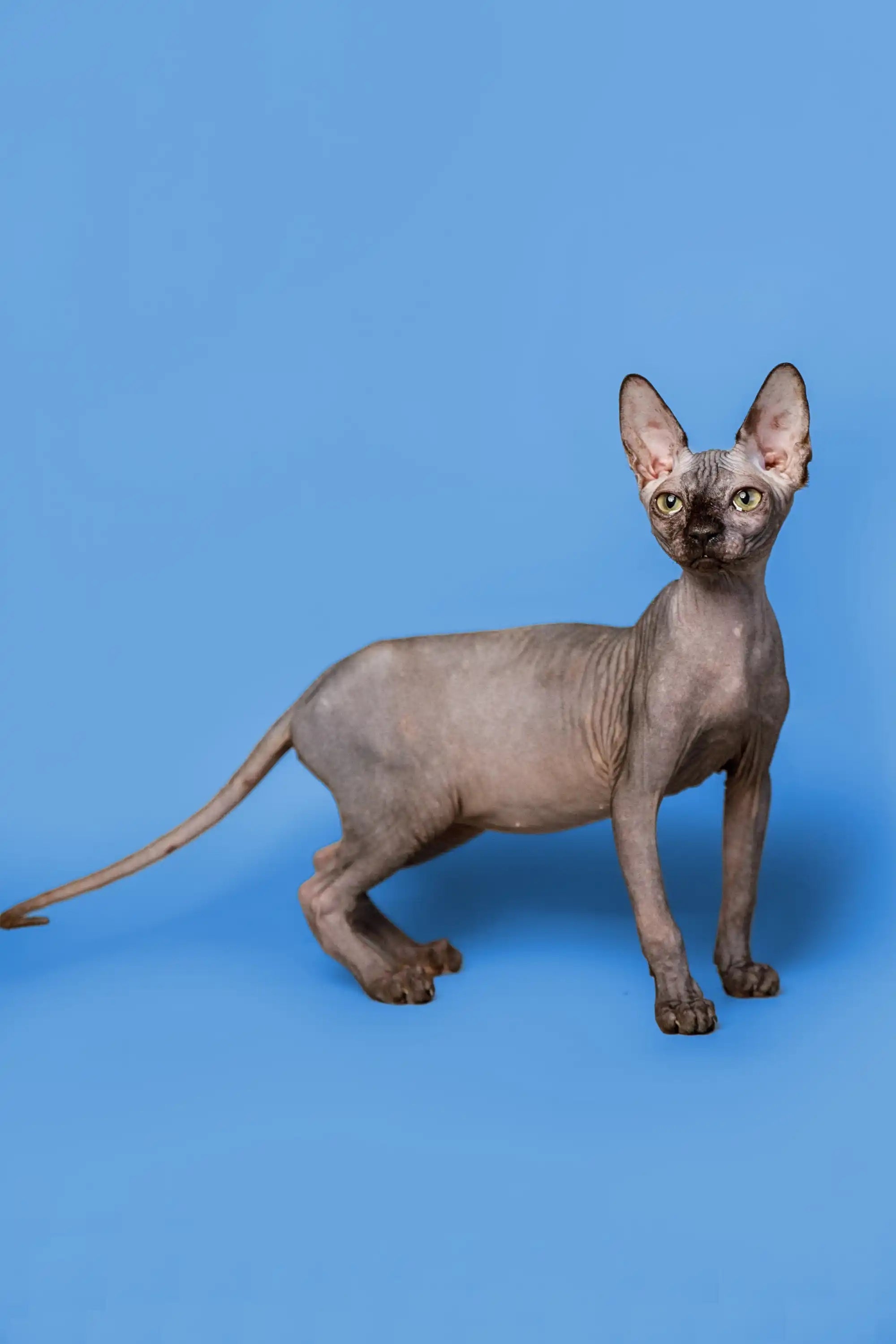 Hairless Sphynx Cats & Kittens for Sale Roxie | Kitten