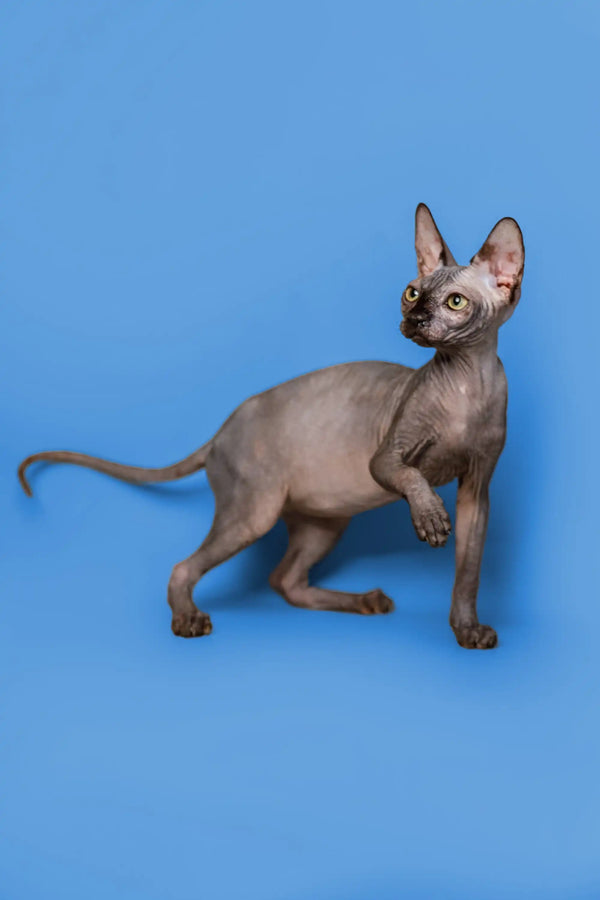 Cute Hairless Sphynx Kitten Roxie with big ears and a slender body for sale