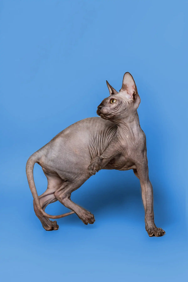 Alert Hairless Sphynx cat in a standing pose, showcasing a graceful female Sphynx kitten