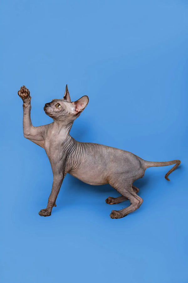 Playful female Sphynx kitten Roxie striking a fun pose with one paw raised