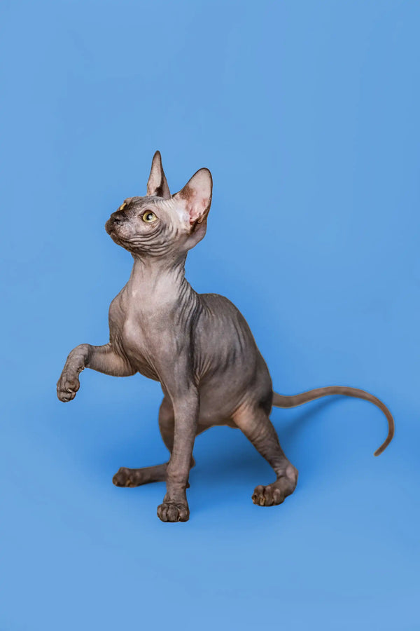Graceful female Sphynx kitten Roxie standing on hind legs with paw raised