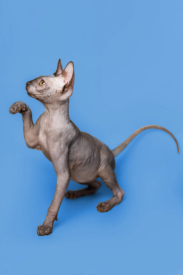 Playful Hairless Sphynx Kitten Roxie standing with one paw raised, a graceful female Sphynx
