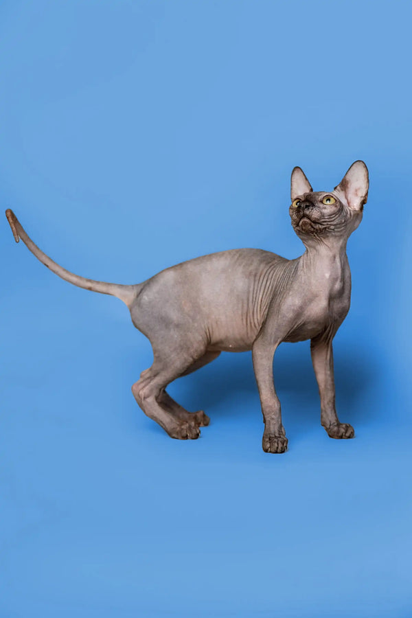 Graceful female Sphynx kitten Roxie with wrinkled skin and big ears