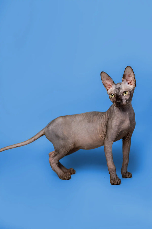 Graceful female Sphynx kitten Roxie with wrinkled skin and large ears standing alert
