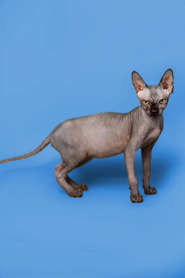 Graceful female Sphynx kitten with wrinkled skin and big ears on a blue surface