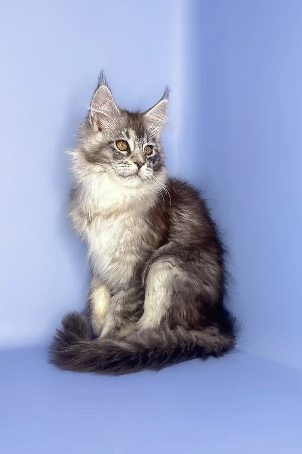 Roxy | maine coon kitten