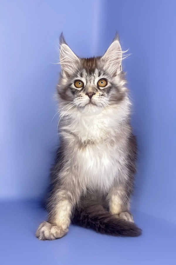 Roxy | maine coon kitten