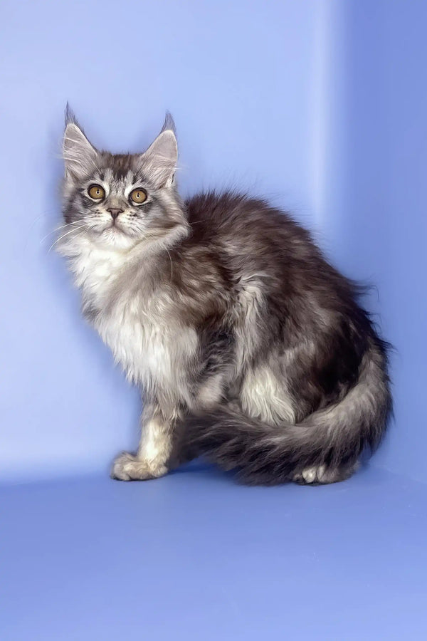 Roxy | maine coon kitten