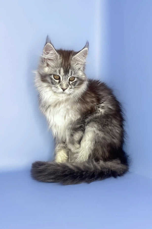 Roxy | maine coon kitten
