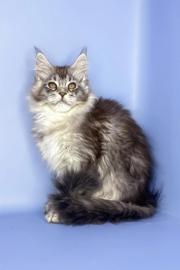 Roxy | maine coon kitten